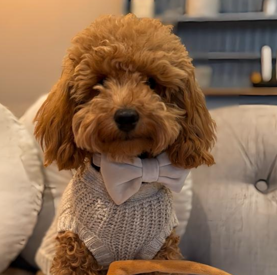 A small brown dog wearing a white sweater and bow tie