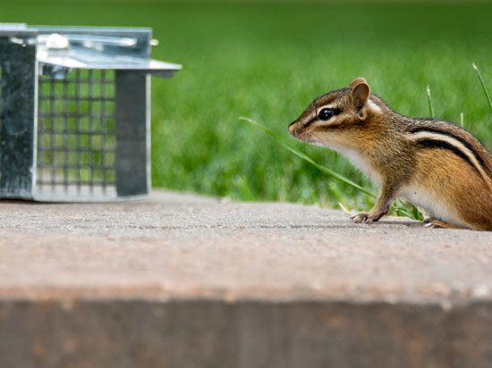 chipmunk