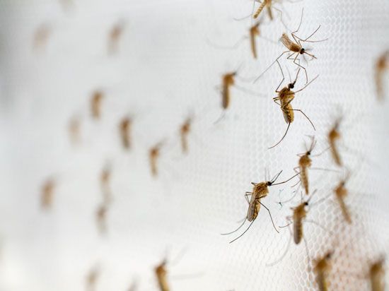 mosquitos