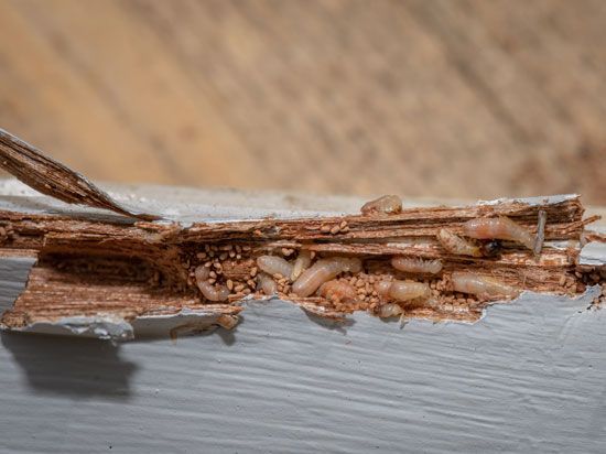 termites