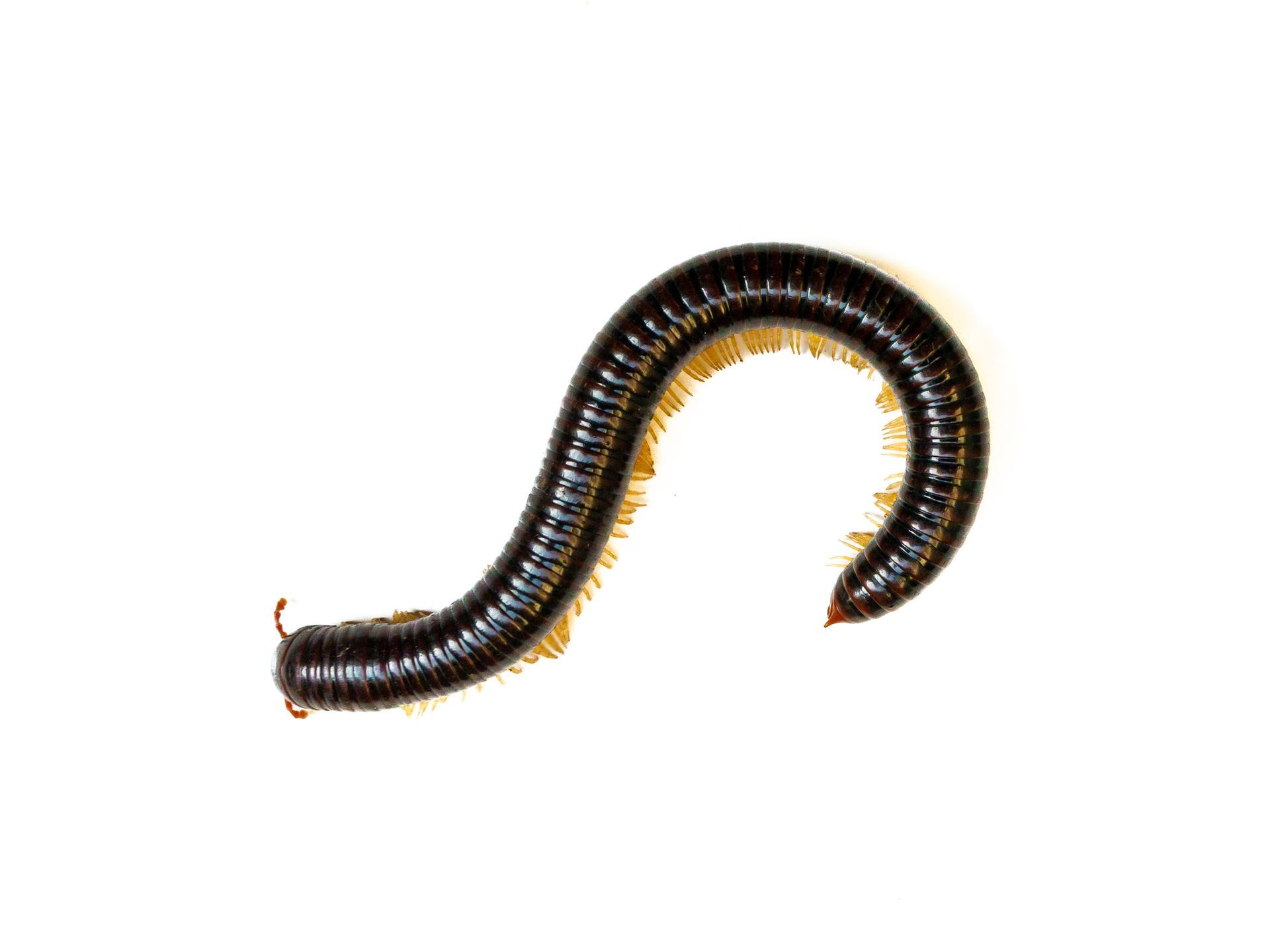 Black millipede with many legs, curled on a white surface. Black millipede with many legs, curled on a white surface.