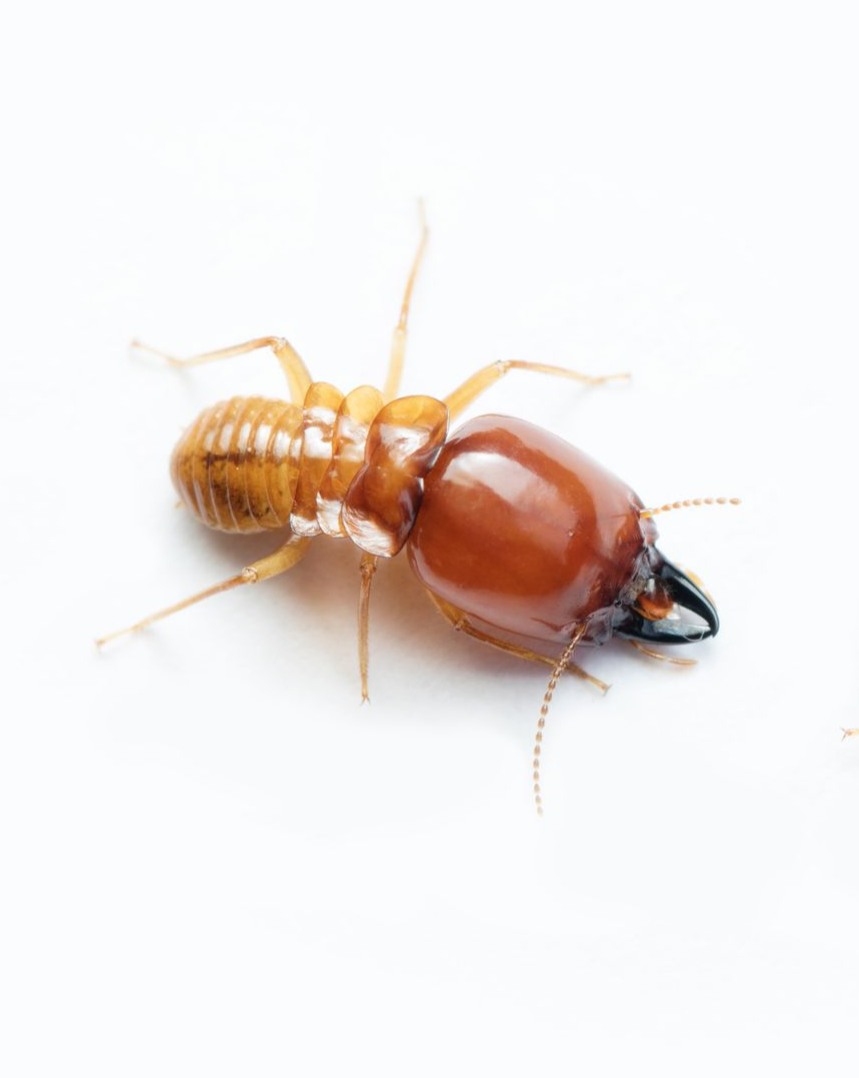 Two brown termites on a white surface. They have large heads and visible legs and antennae. Two brown termites on a white surface. They have large heads and visible legs and antennae.