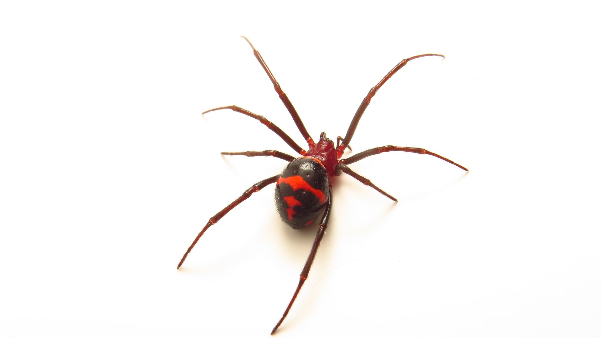 Spider with red markings on a black abdomen against a white background.