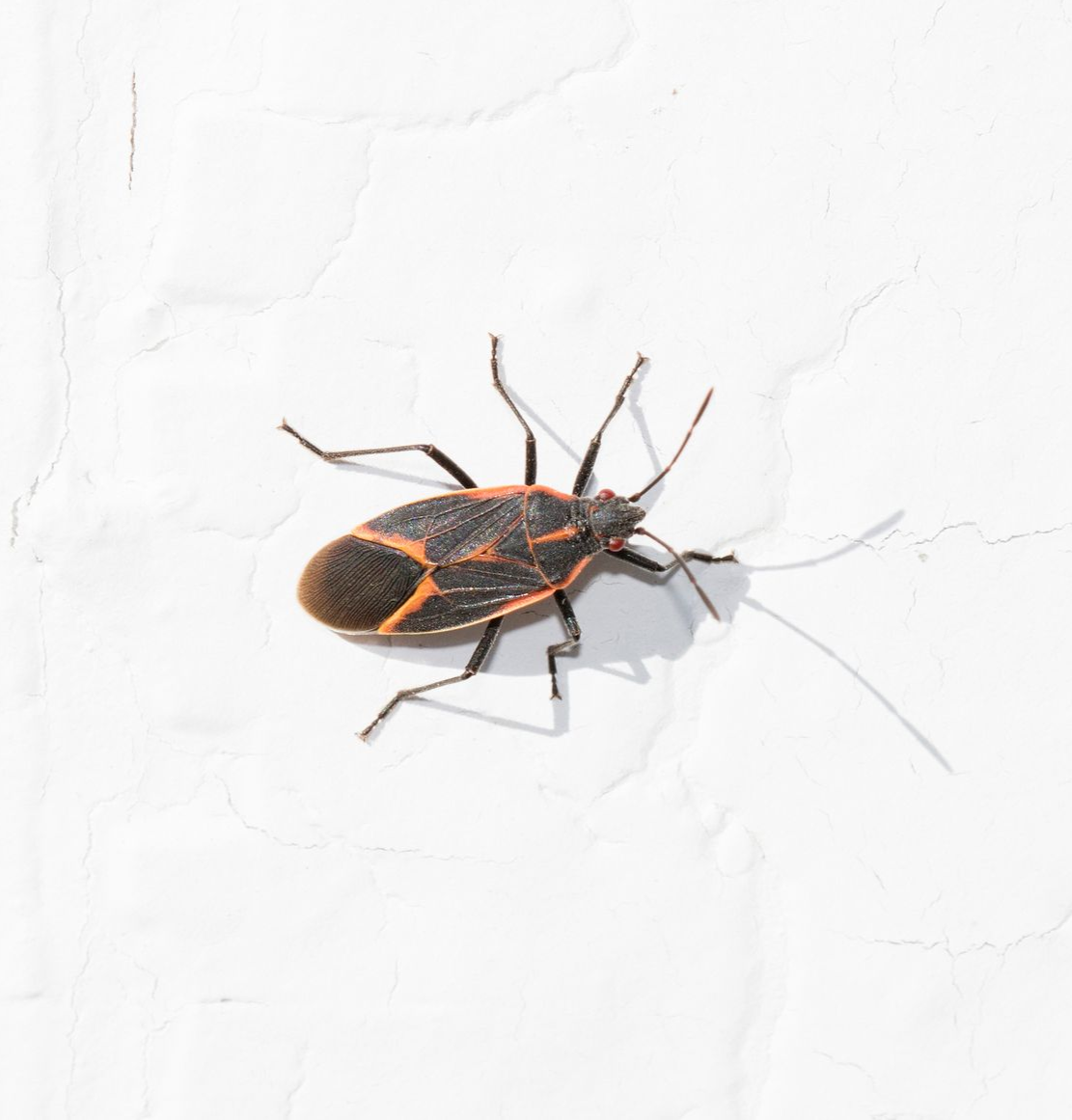 Boxelder bug on white textured wall. It has orange and black markings. Boxelder bug on white textured wall. It has orange and black markings.
