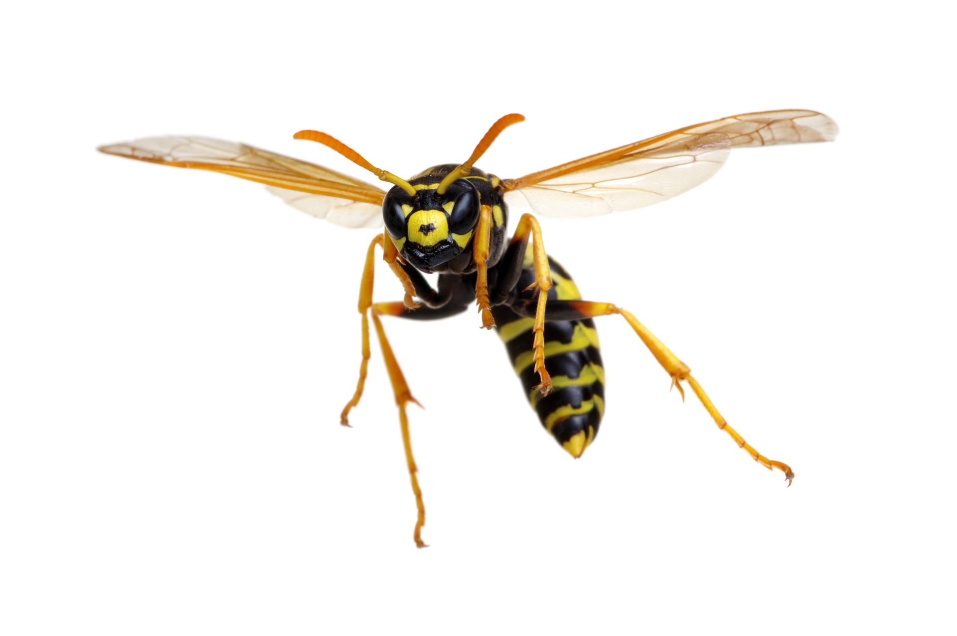 European hornet with black and yellow striped abdomen, red thorax, and amber wings. European hornet with black and yellow striped abdomen, red thorax, and amber wings.