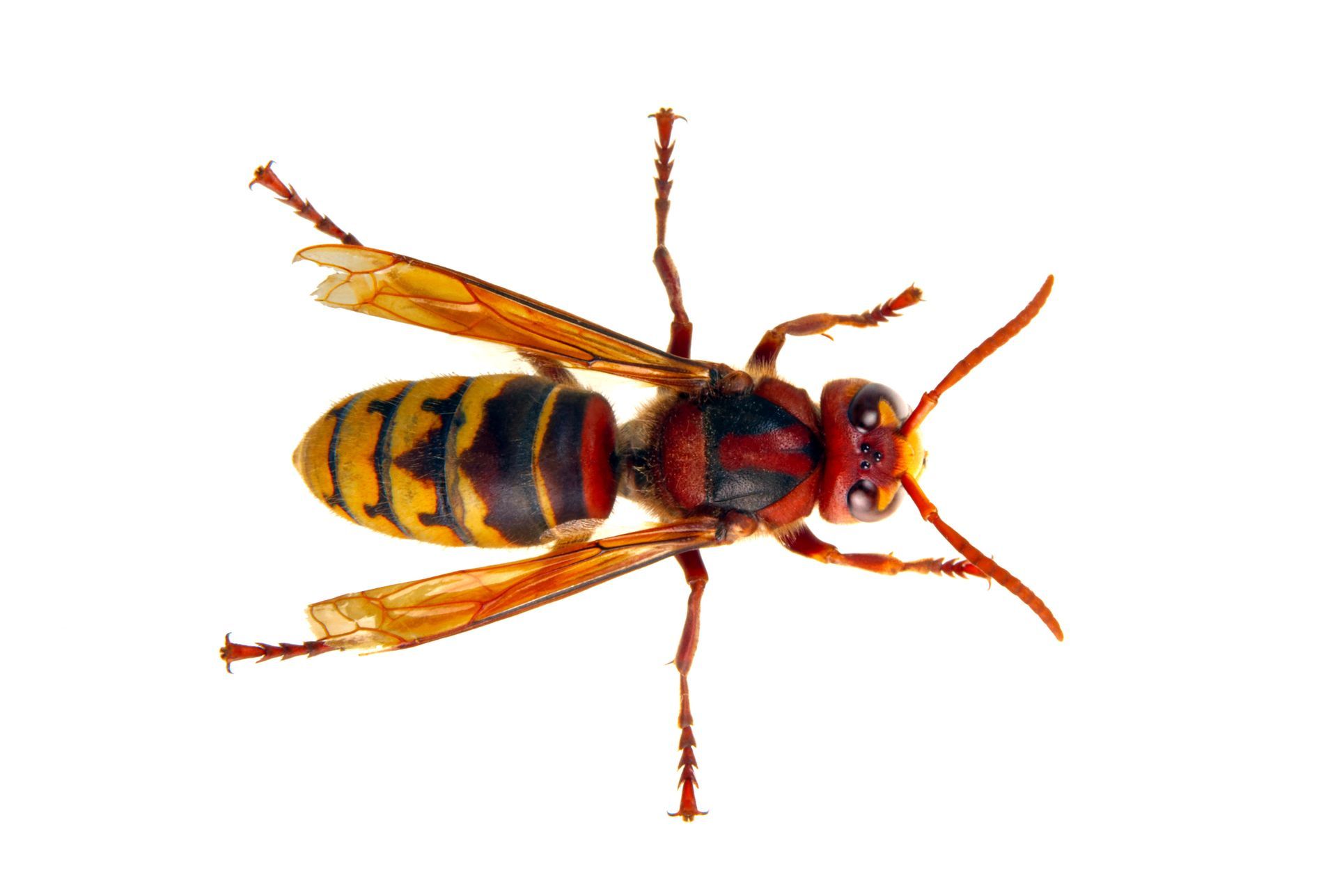 Bee with striped abdomen and translucent wings, facing right on white background. Bee with striped abdomen and translucent wings, facing right on white background.