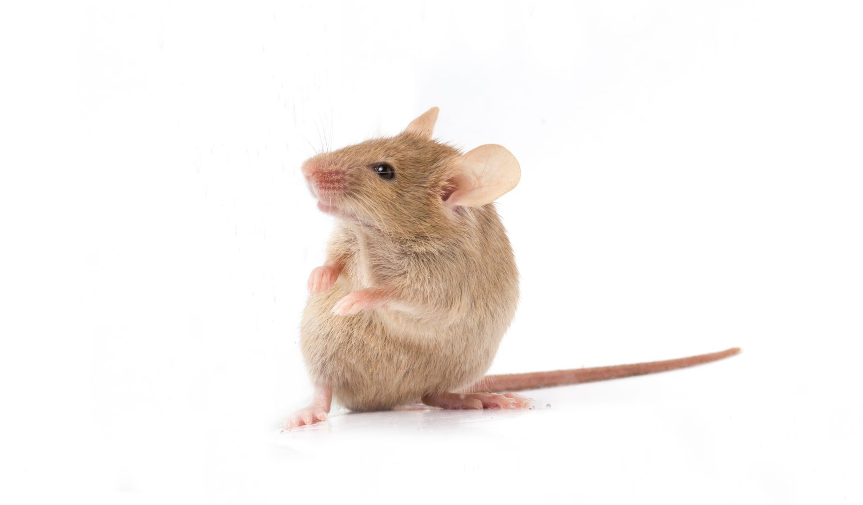 Tan mouse standing on hind legs, looking up with small paws in front, on a white background. Tan mouse standing on hind legs, looking up with small paws in front, on a white background.