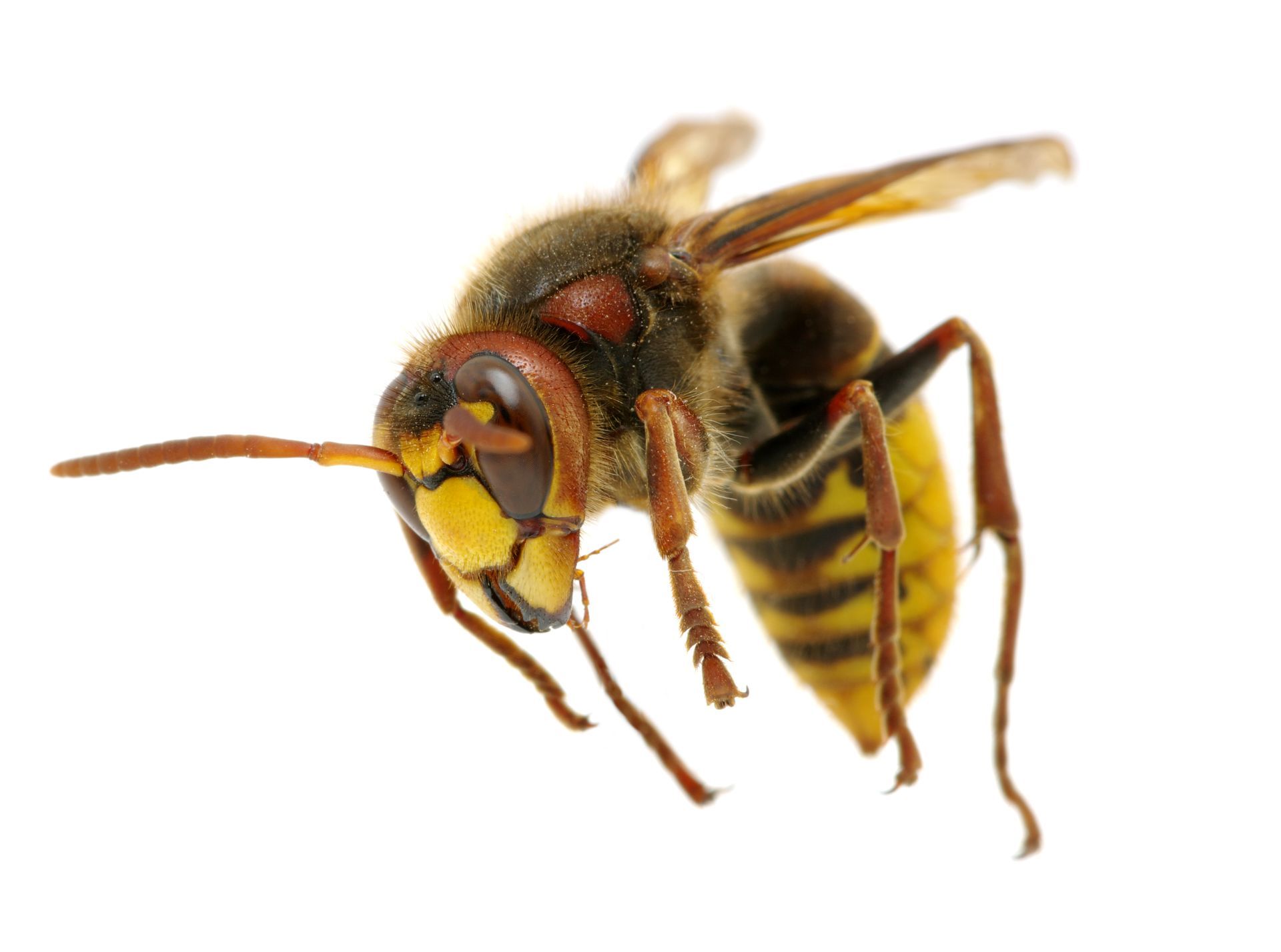 Large bumblebee, black body with yellow and orange head, on white background, wings extended.