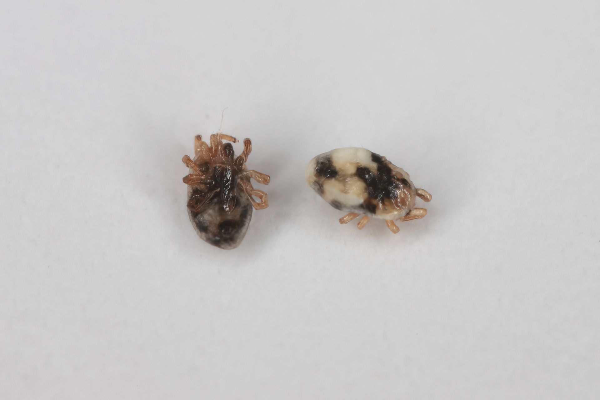 Two oval-shaped brown and white beetles on a white surface. Two oval-shaped brown and white beetles on a white surface.