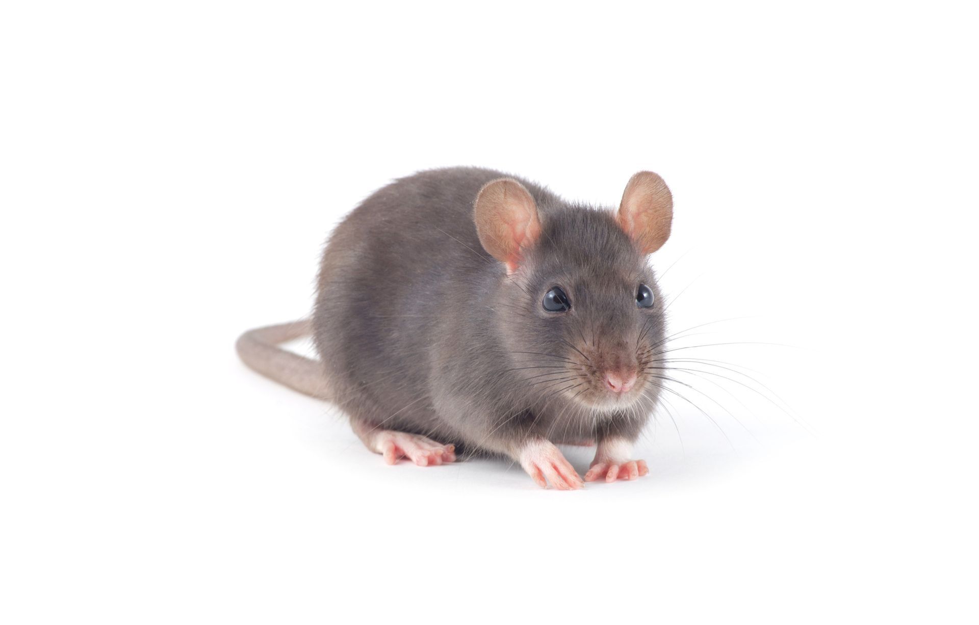 Gray rat with pink nose and feet, long tail, facing forward on white. Gray rat with pink nose and feet, long tail, facing forward on white.