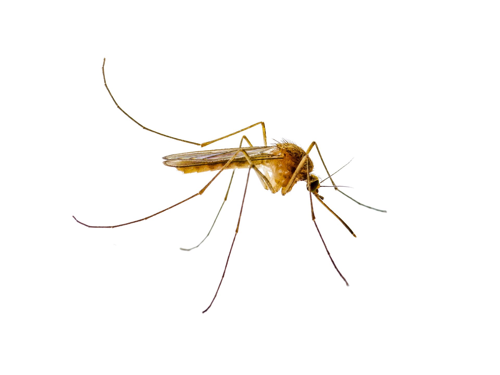 A brown mosquito with long legs and a proboscis, against a white background. A brown mosquito with long legs and a proboscis, against a white background.