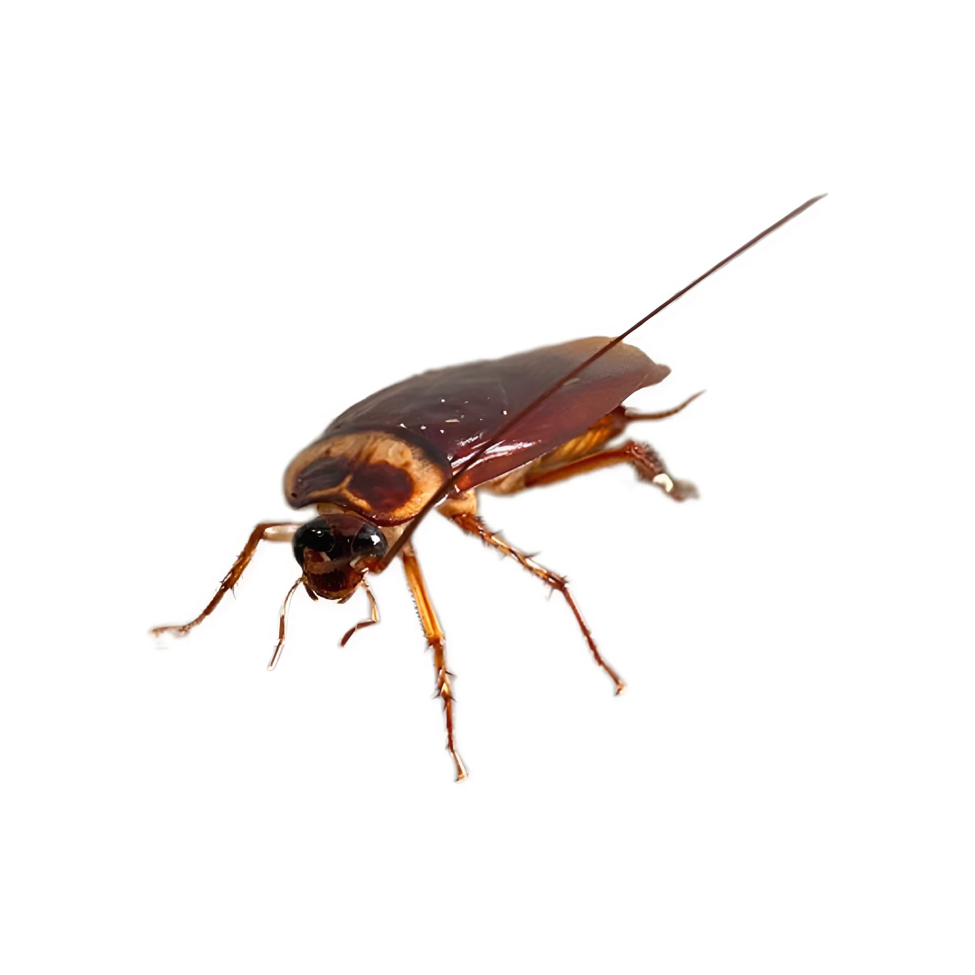 Brown cockroach with long antennae.
