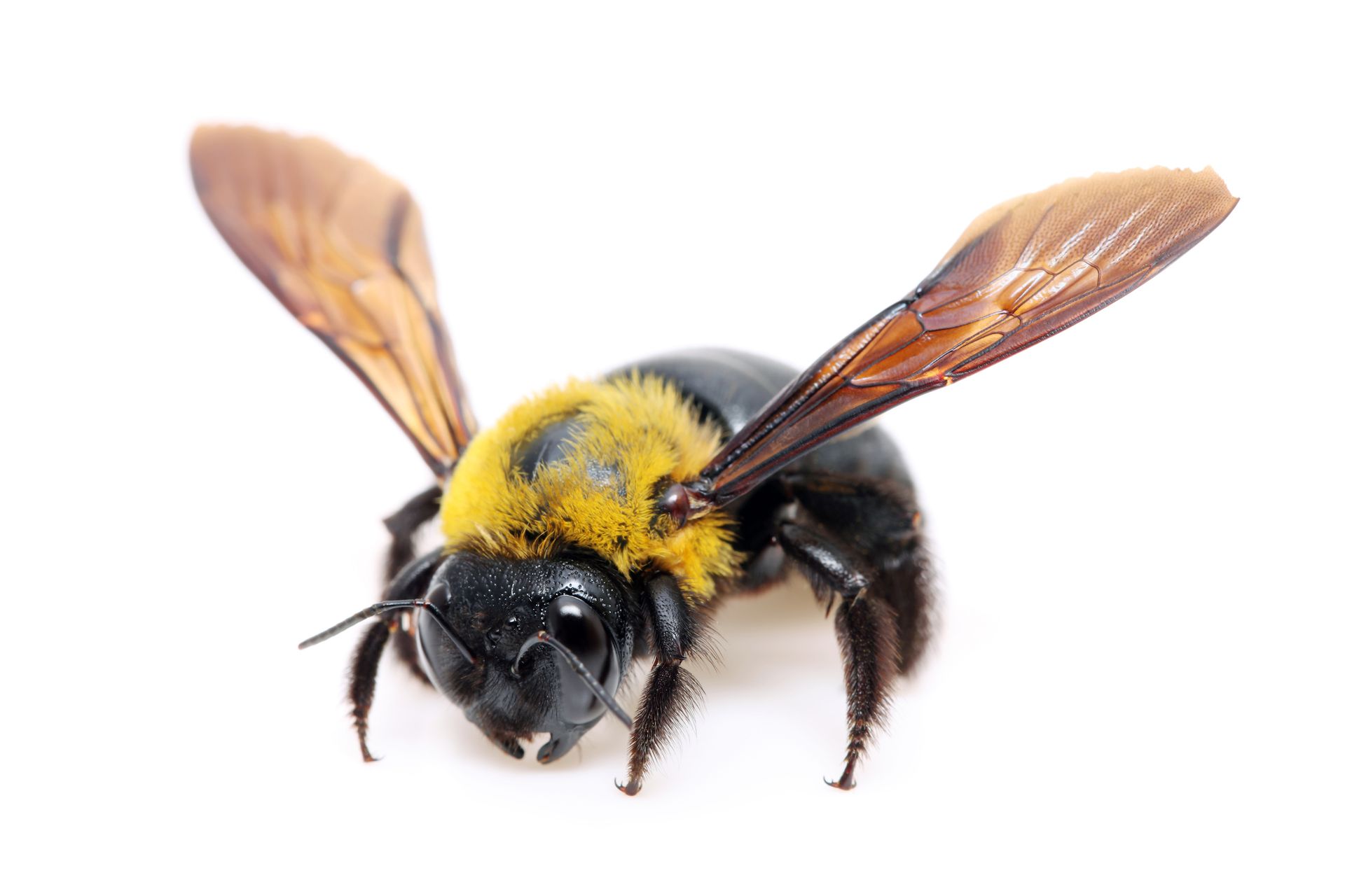 A European hornet with a yellow and brown striped abdomen and reddish-brown head.