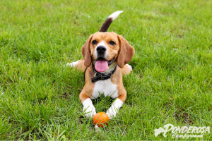 A beagle dog is laying in the grass with an orange ball