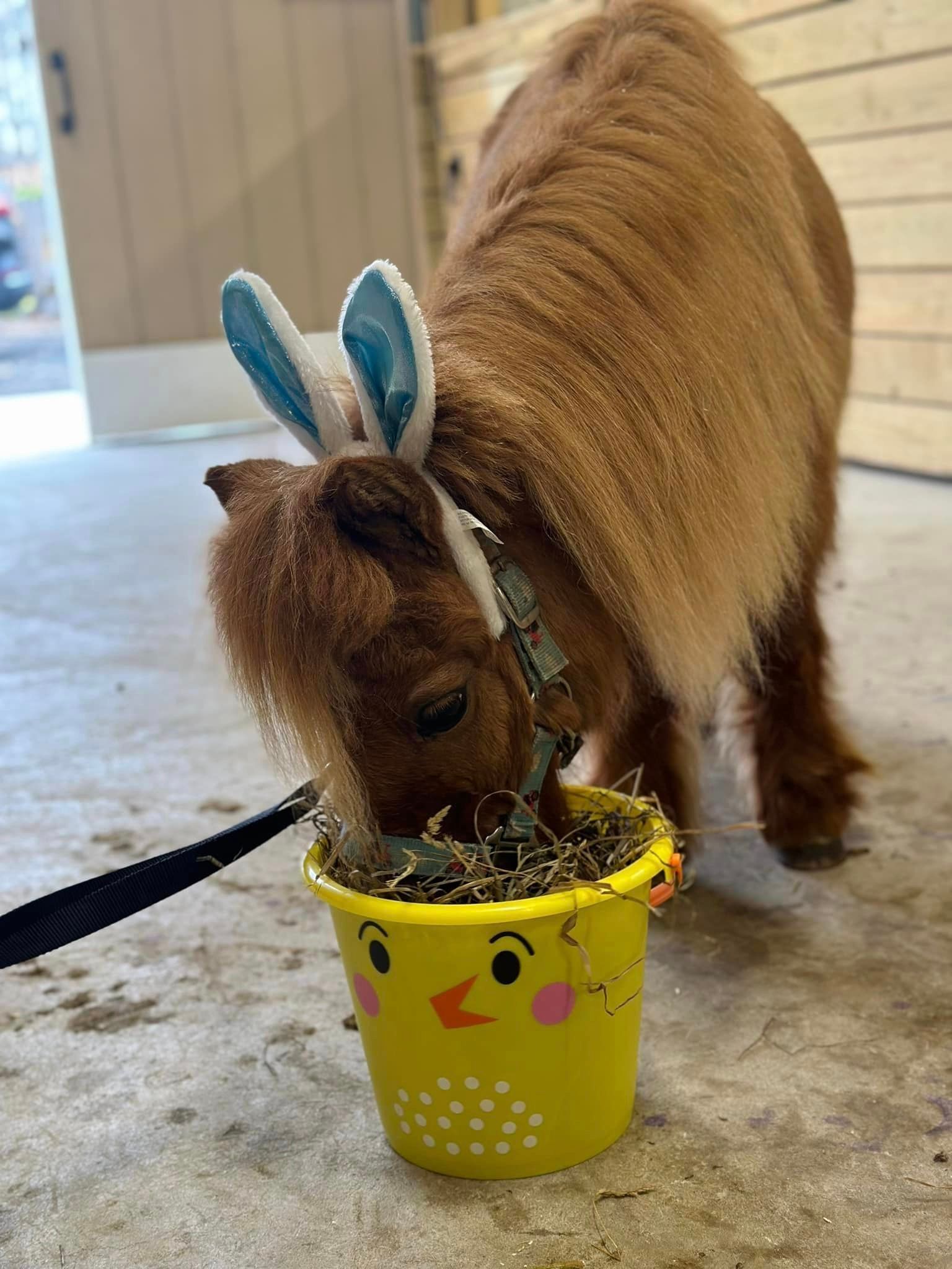 Small brown goat wearing bunny ears eating from a yellow chick cup on a floor indoors