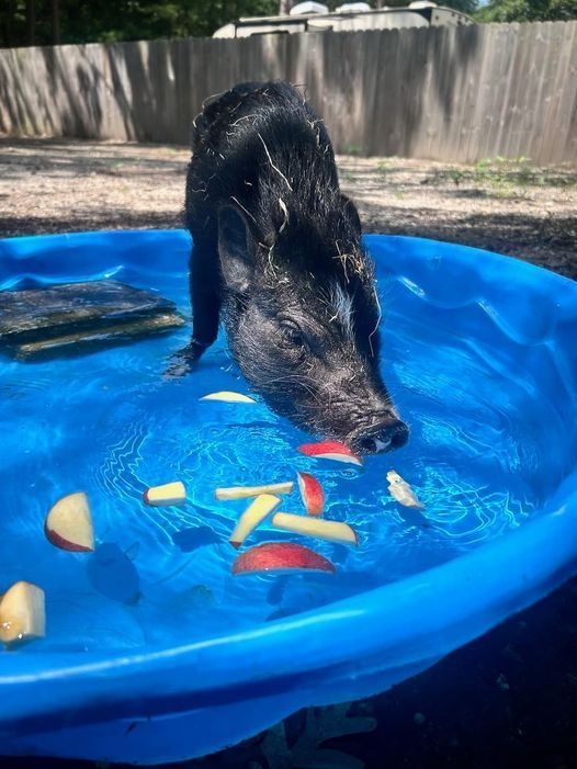 Black pig eating fruit in a blue kiddie pool outdoors