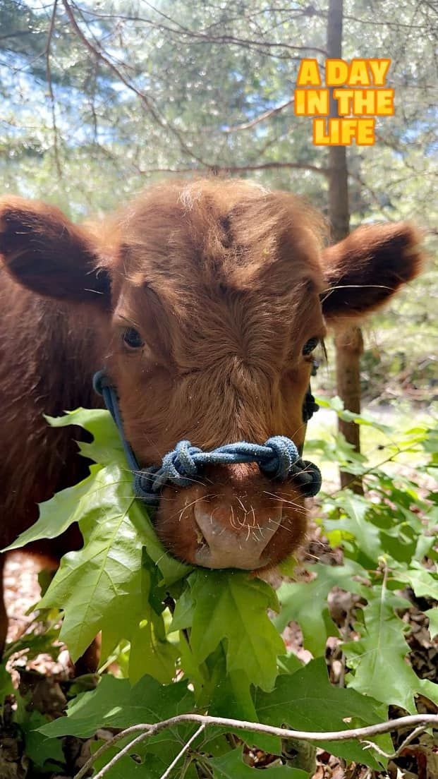 A cow with a rope around its neck is eating leaves in the woods.