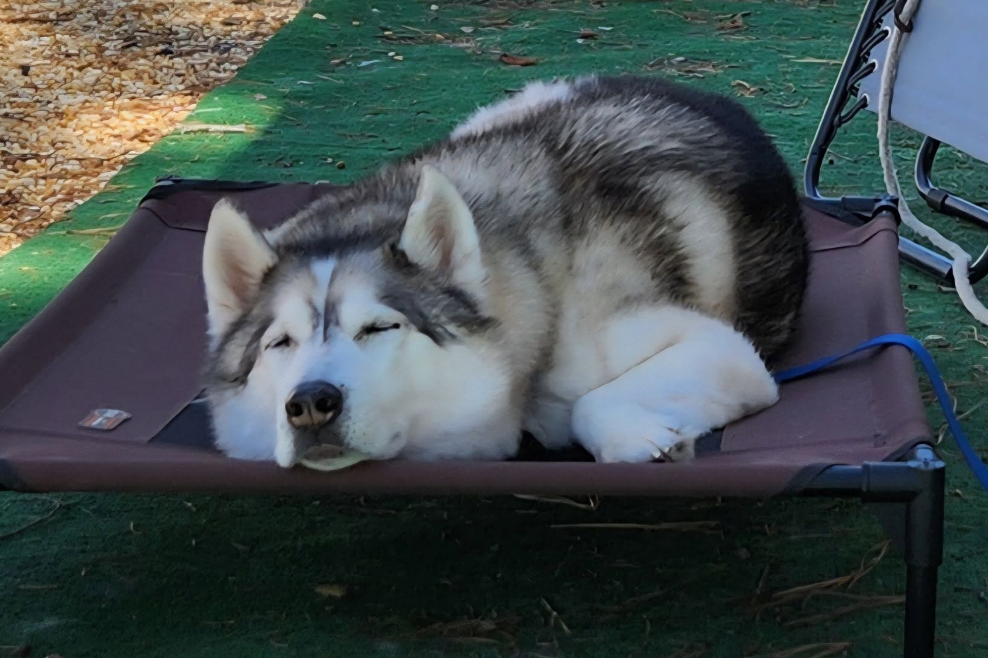 pet friendly campground Cape May