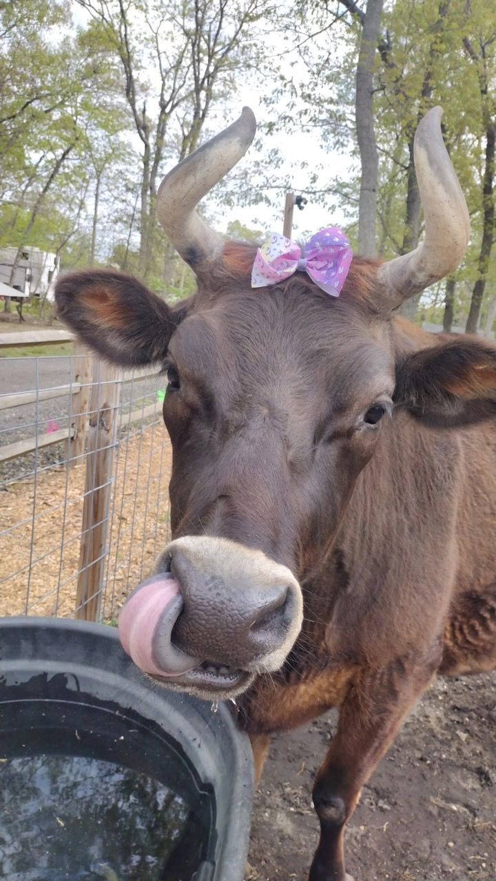 Brown cow with horns and a purple bow, standing by a water trough outdoors