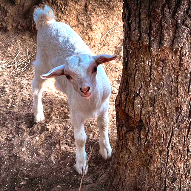 White baby goat standing beside a tree on a dirt path, mouth open