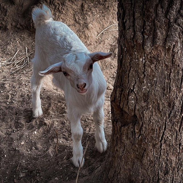 White baby goat standing on dirt beside a large tree trunk, looking toward the camera.