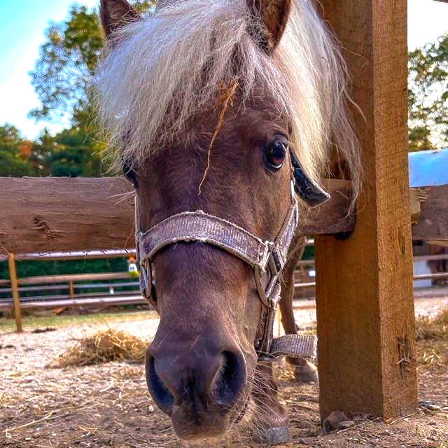 Close-up of a brown pony with a blonde mane wearing a halter in a barnyard.