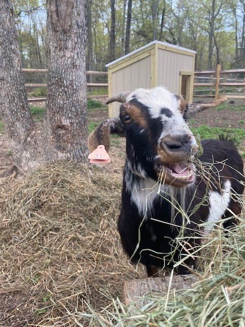 Black-and-white goat in hay, standing by a tree and shed in a fenced farmyard