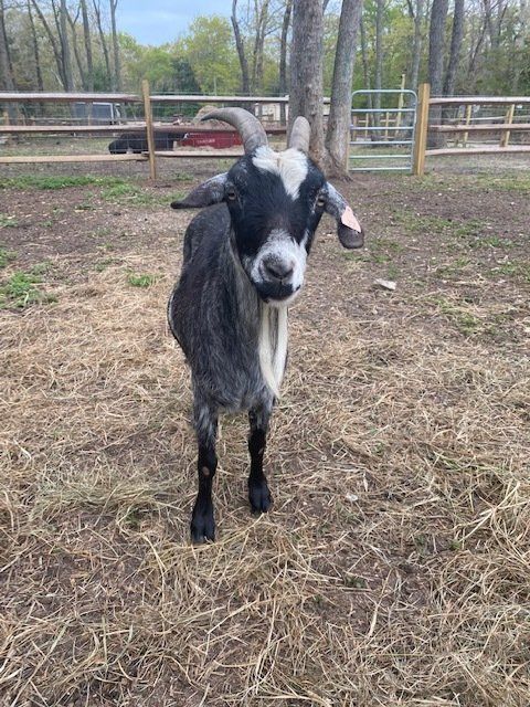 Black-and-white goat standing in a fenced outdoor pen with trees and dirt ground