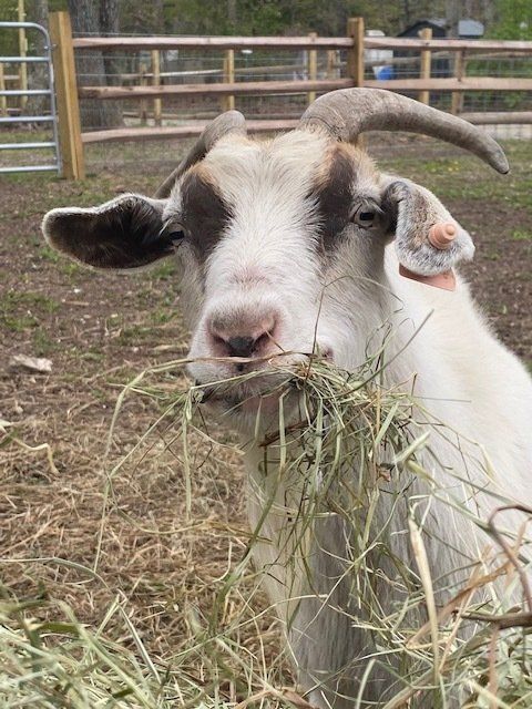 Goat with black-and-white face chewing hay in a fenced outdoor pen