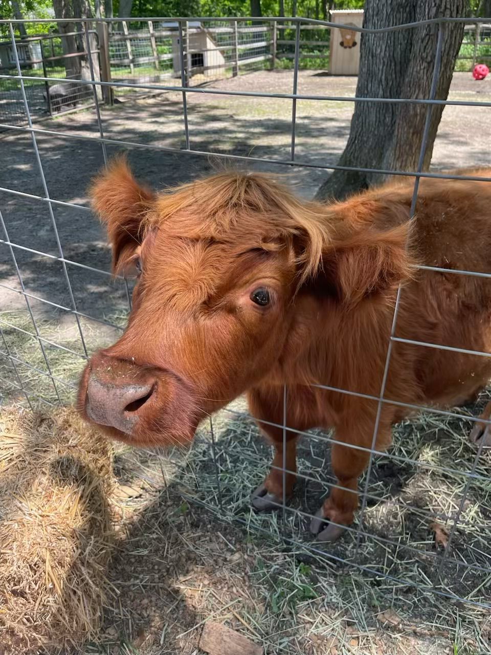 Small reddish-brown calf standing behind a wire fence in a sunny, grassy paddock.