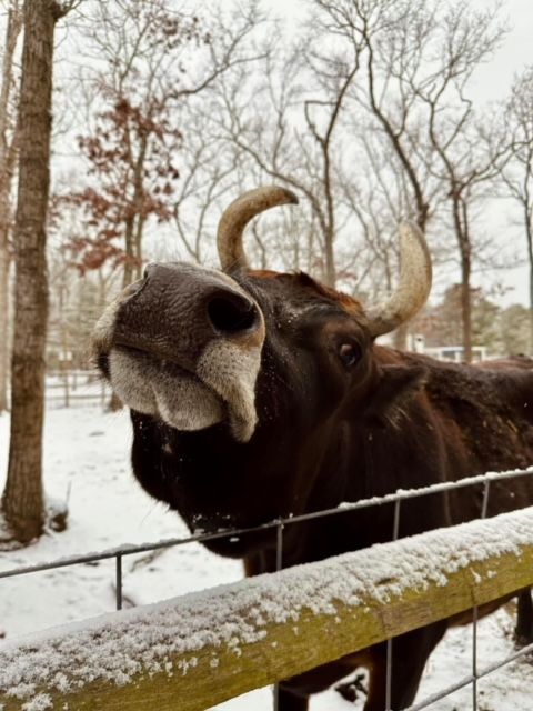 A bull with horns is standing in the snow behind a fence