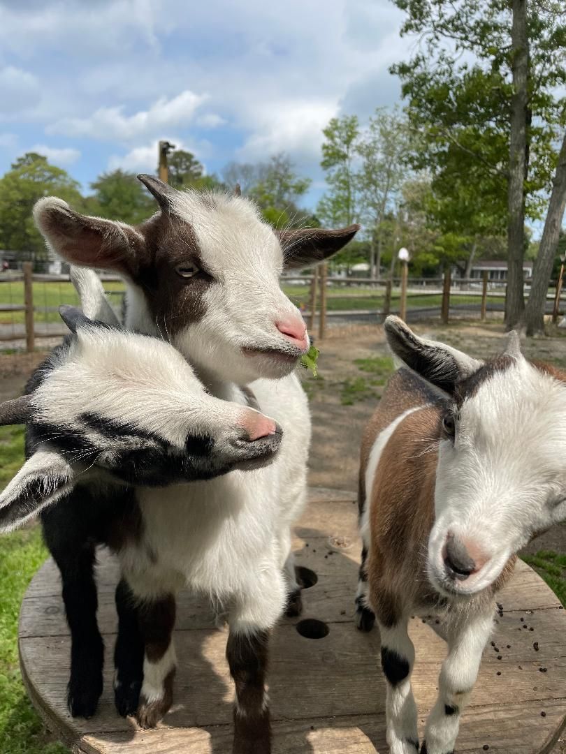 Three goats standing in a fenced paddock, one black-and-white goat in front of two white goats.