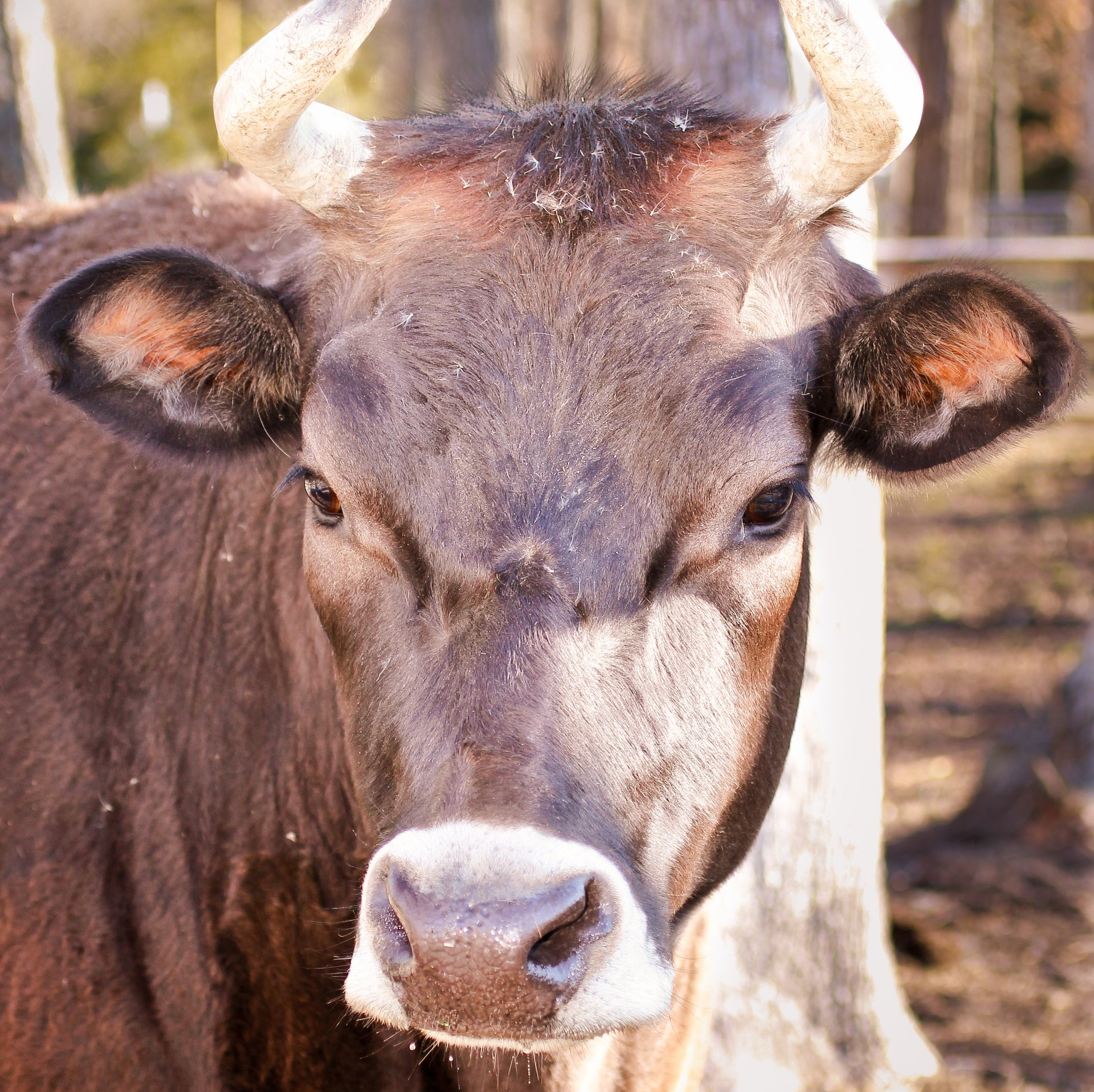 Close-up of a brown cow with horns standing outdoors near a tree trunk