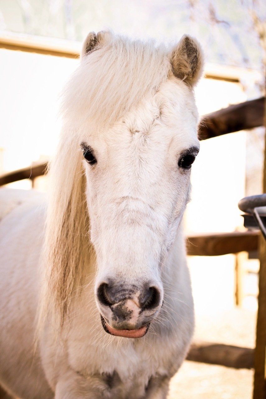 Close-up of a white horse with a light mane in a sunlit stable