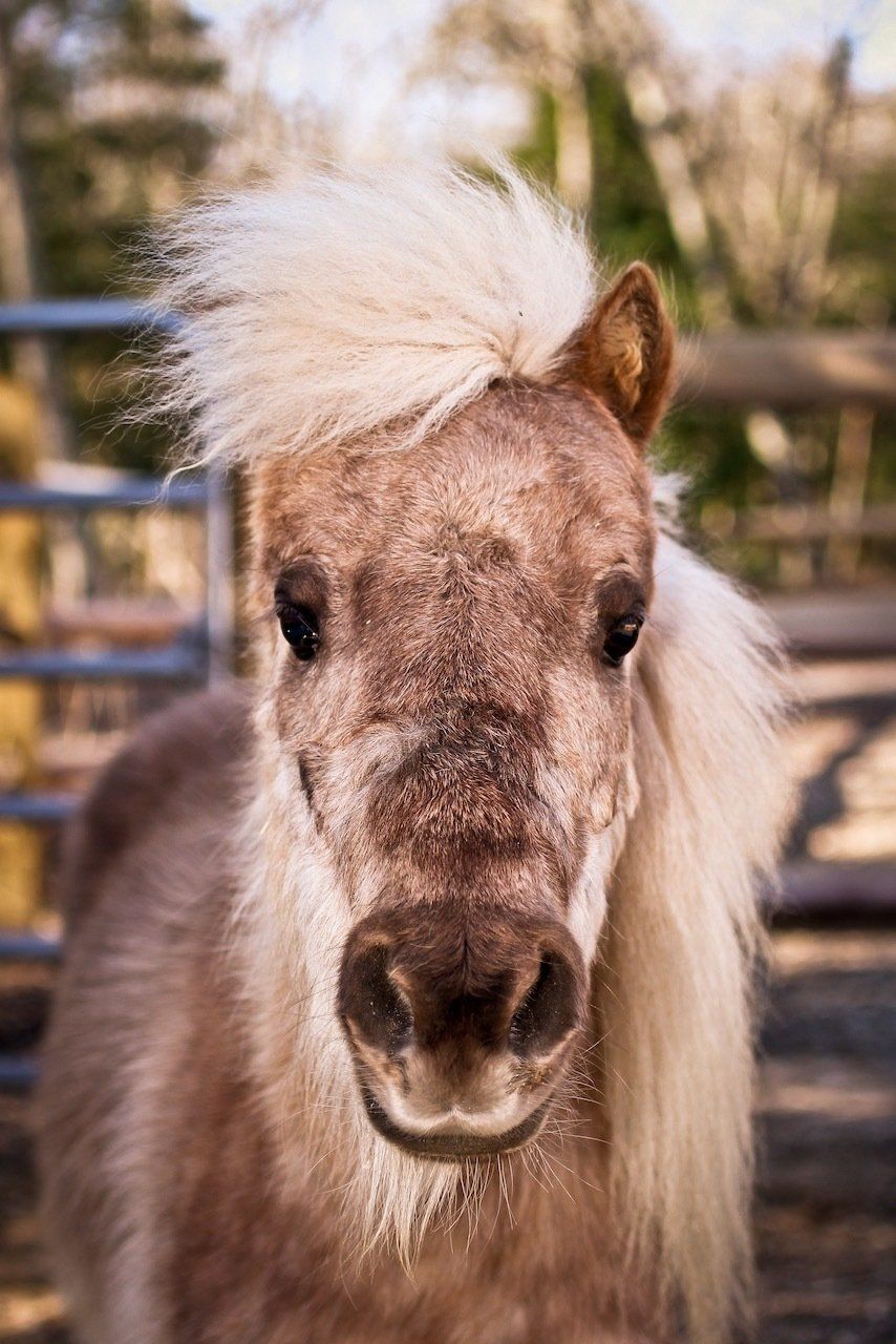 Close-up of a fluffy beige pony with a white mane in a fenced outdoor setting