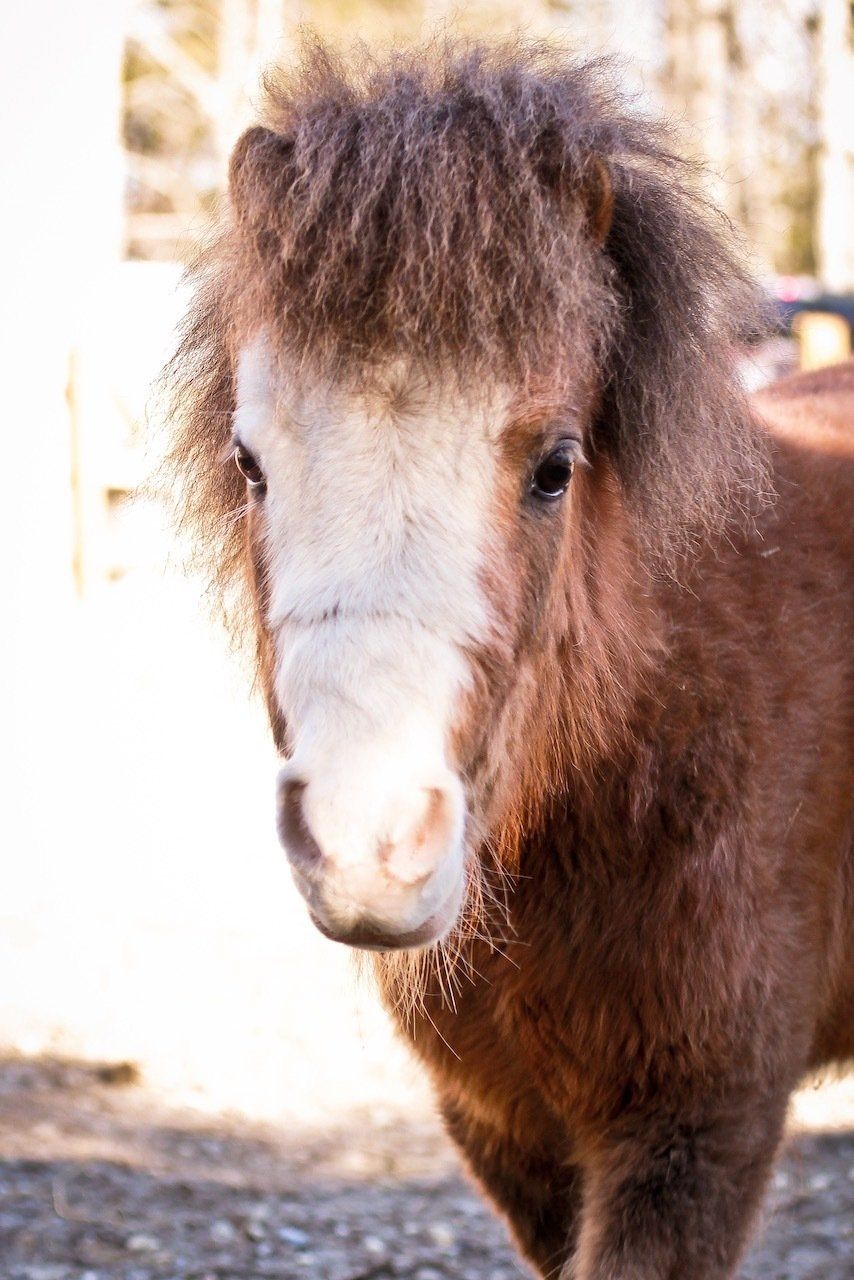 Brown pony with shaggy mane and white face standing outdoors
