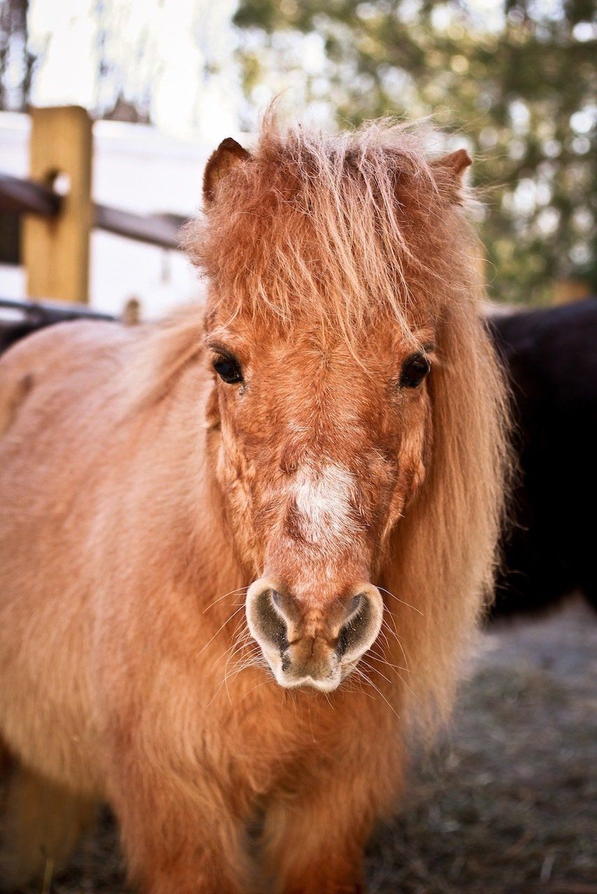 Small brown pony with shaggy mane standing outdoors, facing the camera.