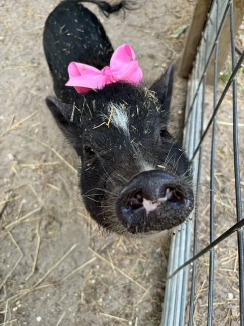 Black piglet with a pink bow standing by a wire fence in a barn pen.