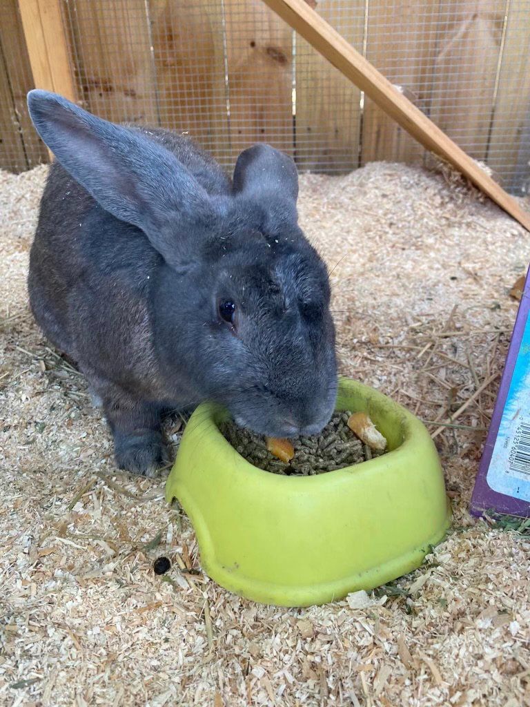 Black rabbit eating from a green bowl in a wood-chip enclosure