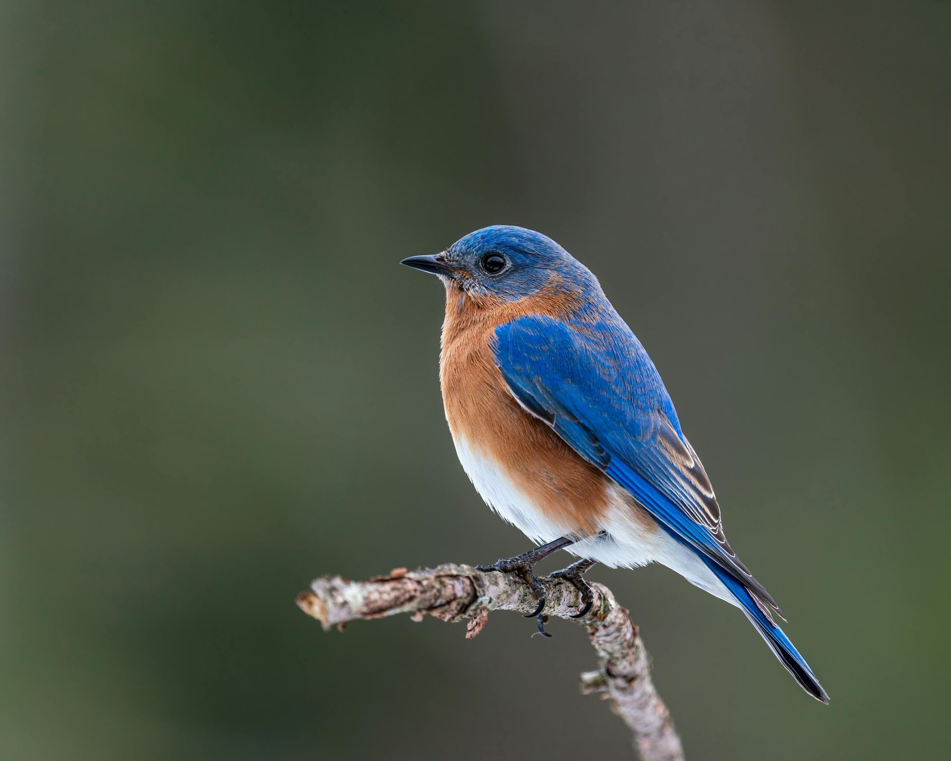 Wild About Bluebirds