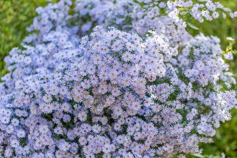 Bush of small, light purple flowers in full bloom.