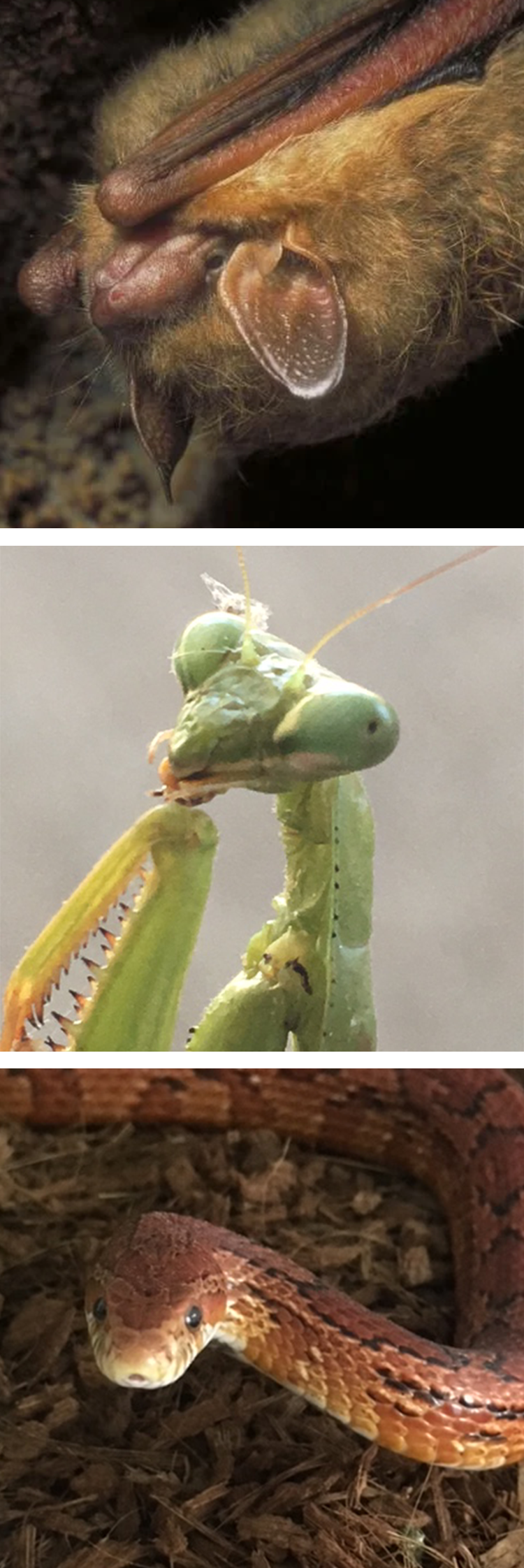Close-up shots of a bat, a praying mantis, and a snake.