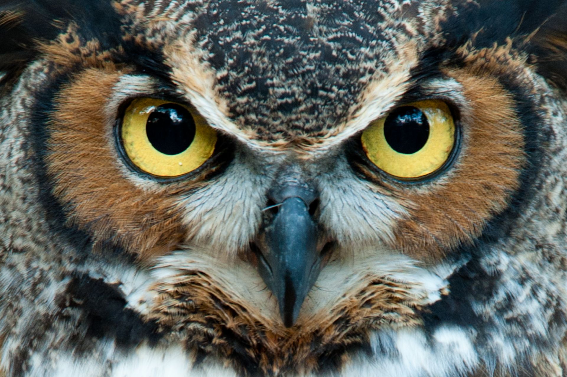 Close-up of an owl's face, showing large yellow eyes, a dark beak, and brown and white feathers.