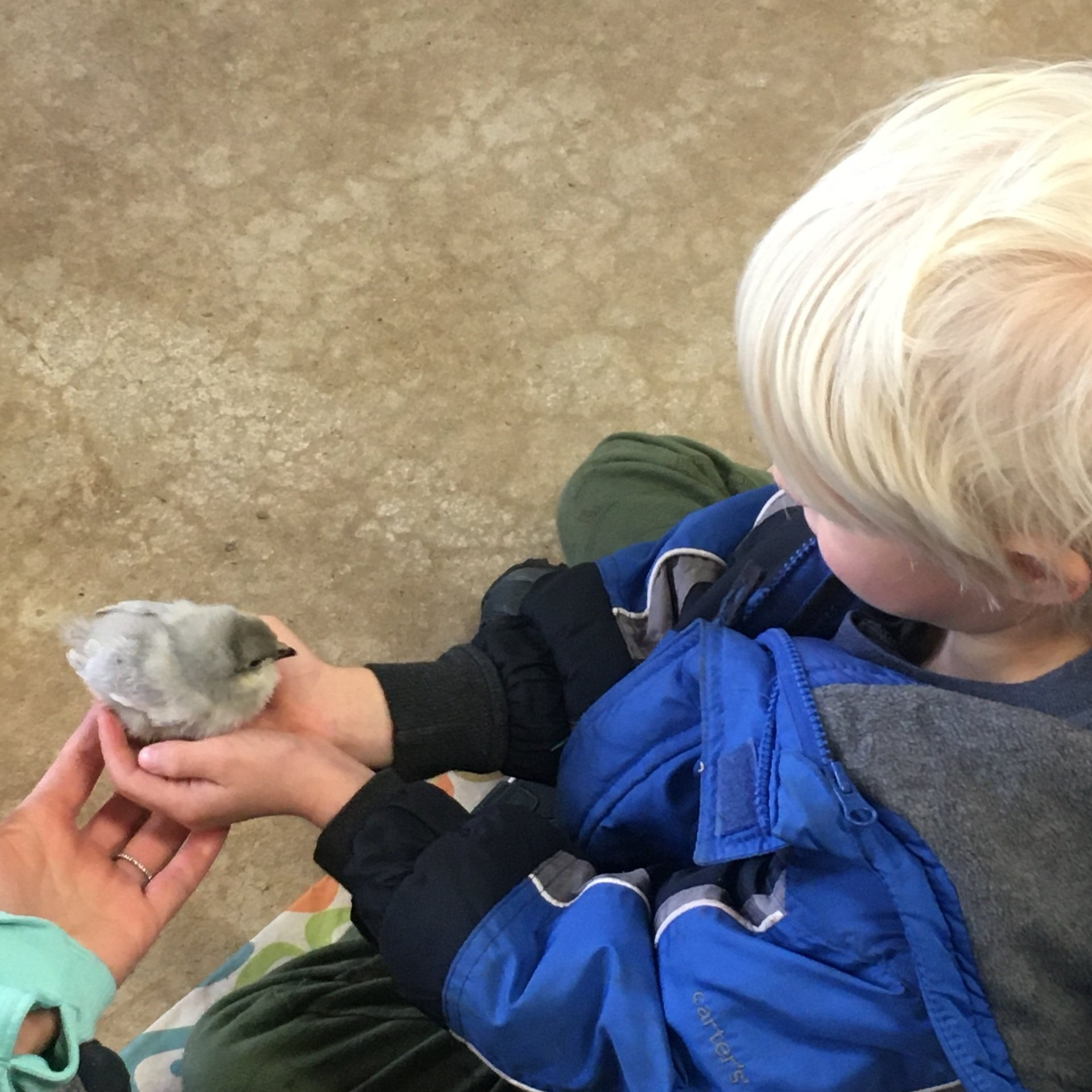Child holding a small gray bird in hands, looking at it with a person nearby.