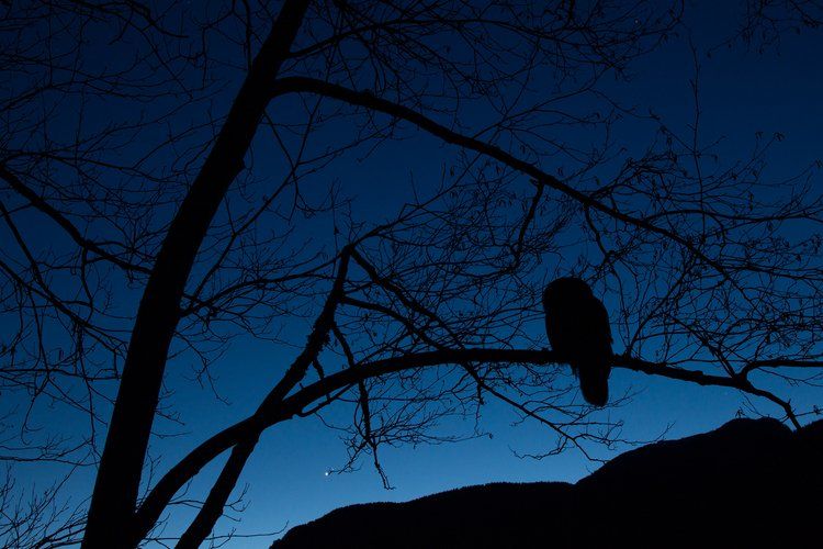 Silhouette of an owl perched on a tree branch against a dark blue twilight sky.