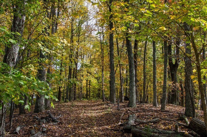 Forest scene, fall foliage with yellow and green leaves, brown path, and sunlight.