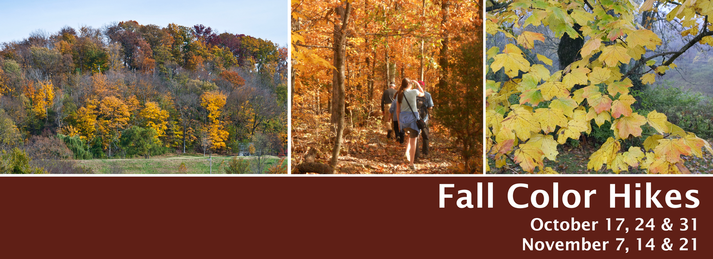 Fall color hikes collage: autumn trees, leaf close-up, and a hiker on a wooded trail. Event dates are Saturdays October 17, 24, 31 and November 7, 14, 21.
