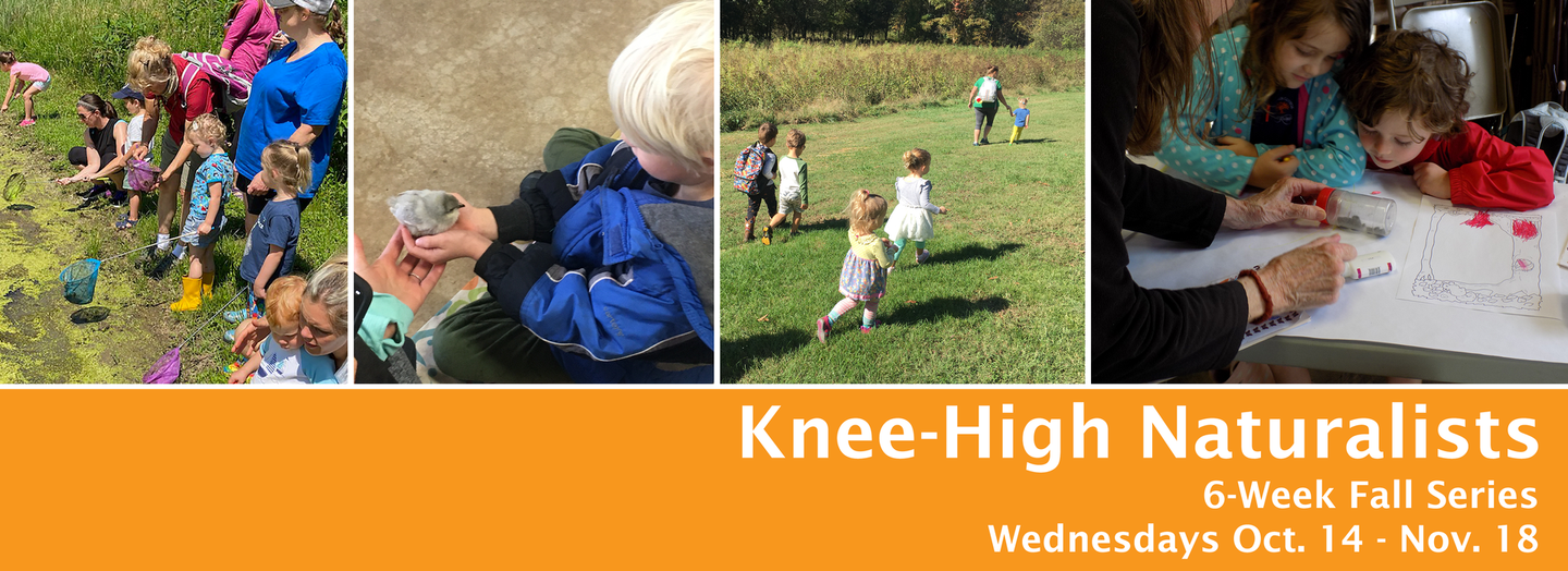 Collage of children playing outdoors with “Knee-High Naturalists” text on an orange banner. Event information is below: 6 week fall series meets Wednesdays October 14 - November 18