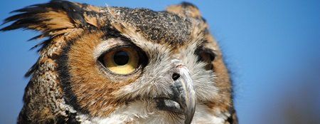 Close-up of an owl's face with yellow eyes, gray beak, and brown and white feathers against a blue sky.
