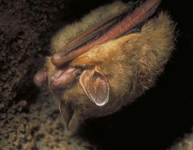 A brown bat curled up in a dark cave, its ears and snout visible.